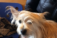 bieber-dog2 bieber-dog2