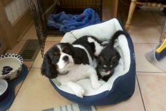 Bogie & Zooey Bogie & Zooey