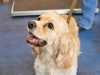 dog-exercises-on-underwater-treadmill