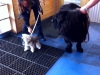 dogs-rockstar-and-dewey-visit-the-royal-treatment-veterinary-center dogs-rockstar-and-dewey-visit-the-royal-treatment-veterinary-center