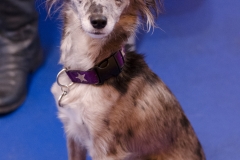 Gracie in a perfect pose! Gracie in a perfect pose!