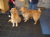 golden-retrievers-at-vet-in-chicago golden-retrievers-at-vet-in-chicago