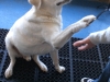 good-dog