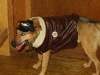 Henry the Aviator