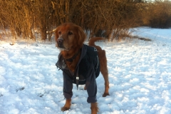 Buddy Buddy