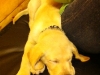 Quincy Sleeping