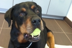 Sam with a ball