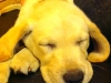 Sleepy Quincy Sleepy Quincy