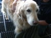 underwater-treadmill-therapy-dog underwater-treadmill-therapy-dog