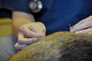 Chicago Vet Acupuncture