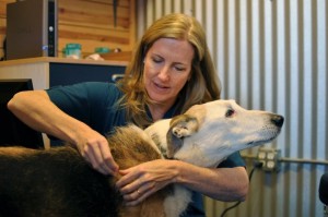 Chicago Vet Barbara Royal Wild Health