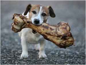 best chew bones for dogs conditioning royal treatment veterinary center best chew bones for dogs conditioning royal treatment veterinary center