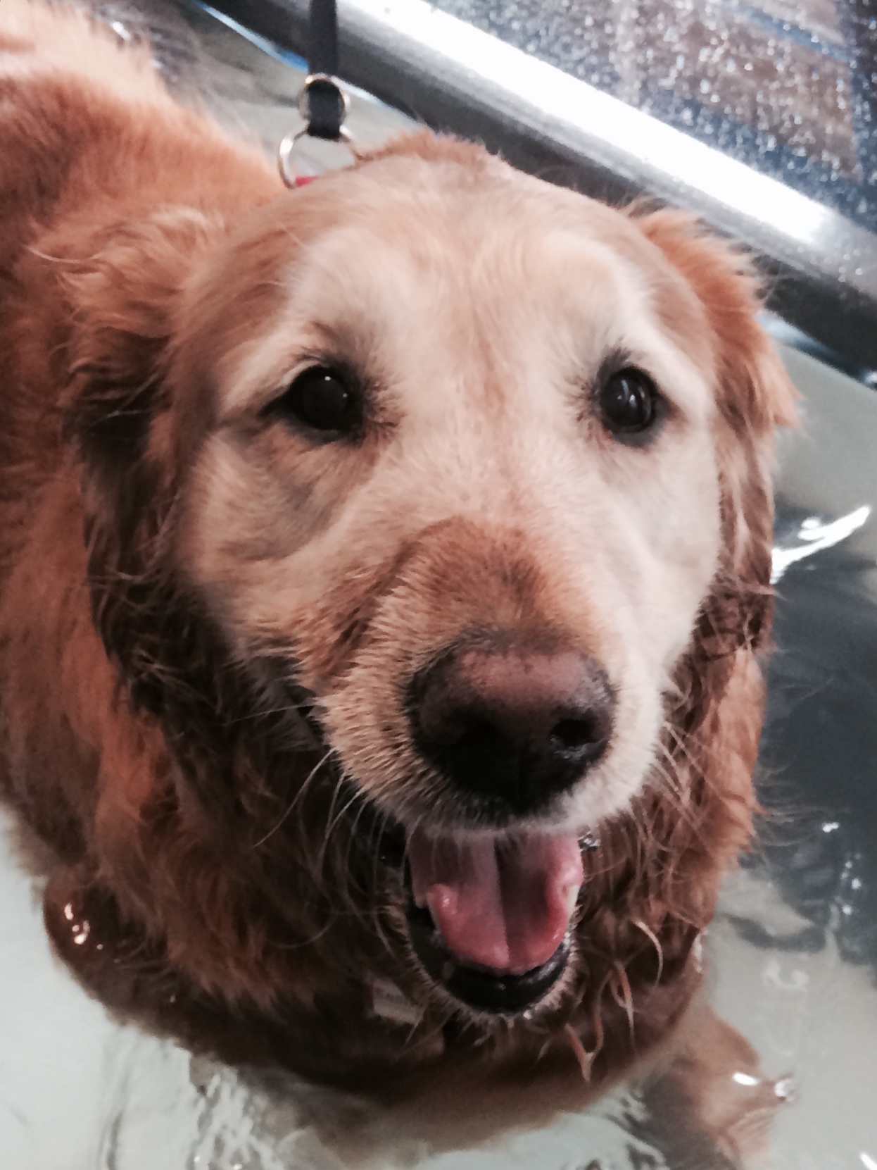Can Dogs Be Allergic To Hard Water Can Dogs Be Allergic To Hard Water