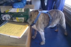 Bugsy helps himself after a job well done...