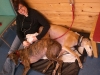 greyhounds-visit-chicago-vet-dr-royal