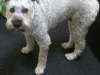 photo-19_0