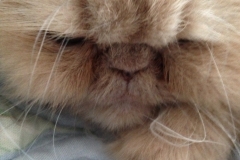 Marmalade